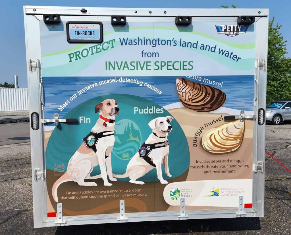 Fin and Puddles, both mussel detection dogs, pictured on the back of WDFW's invasive species education trailer next to zebra and quagga mussels.