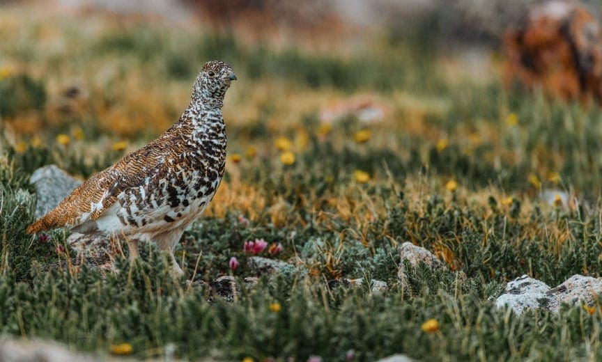 A white-tailed ptarmigan walks along a mountain meadow.