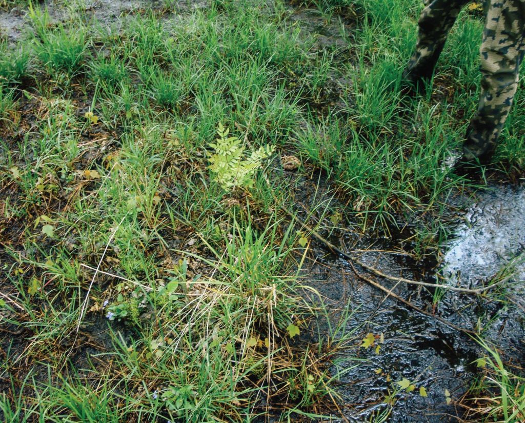 woodcock chicks found hiding in thick cover with dog 