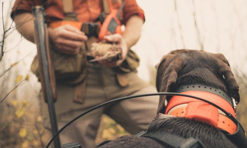 A bird dog retrieves a woodcock to hand.