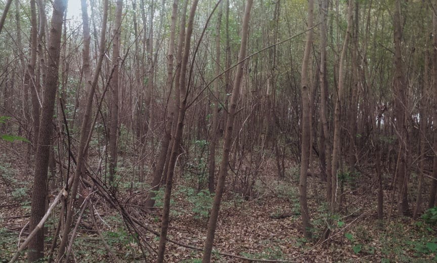 A look at stem density for good woodcock cover.