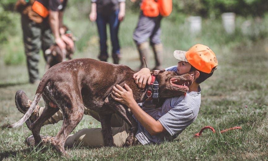 A boy plays with a bird dog during a NAVHDA event.