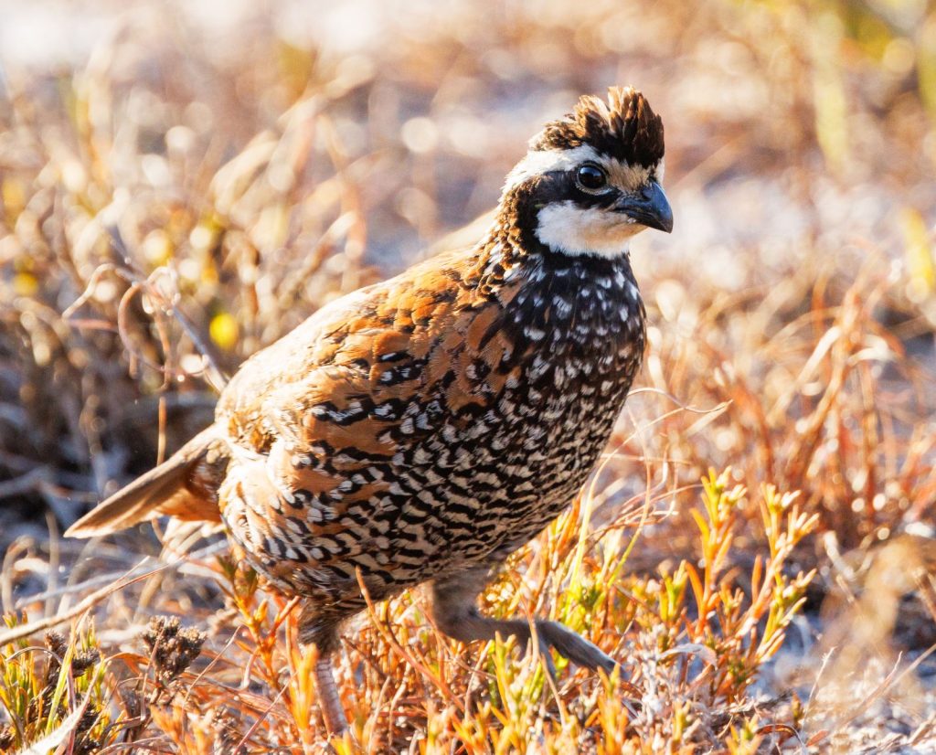 A male bobwhite quail walks through sandy, scrubby terrain.